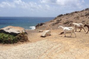 Guana Bay Coastal Hike - The route: what you’ll do from start to pebble beach