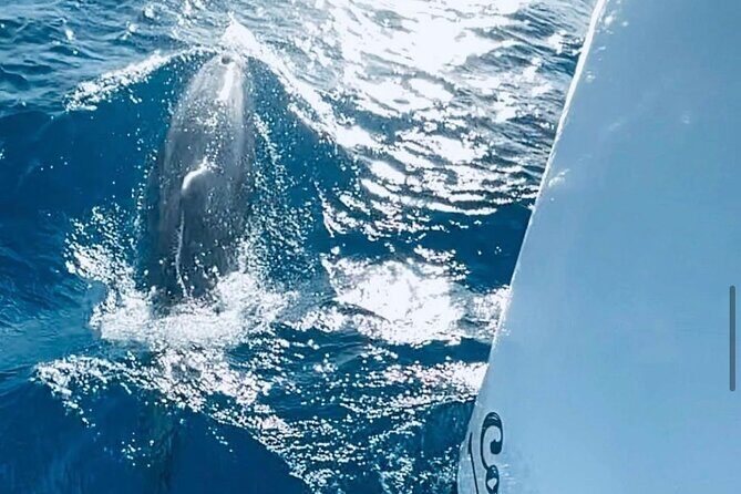 Private Full Day Boat Tour in St-Maarten - Crew pacing and service: what “efficient” looks like in practice
