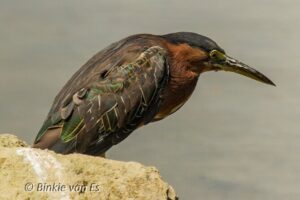 St.Martin - St.Maarten: Small Group, Birding Tour / Bird Watching Tour - Salt-water ponds and fresh ponds: where waders and shore birds concentrate