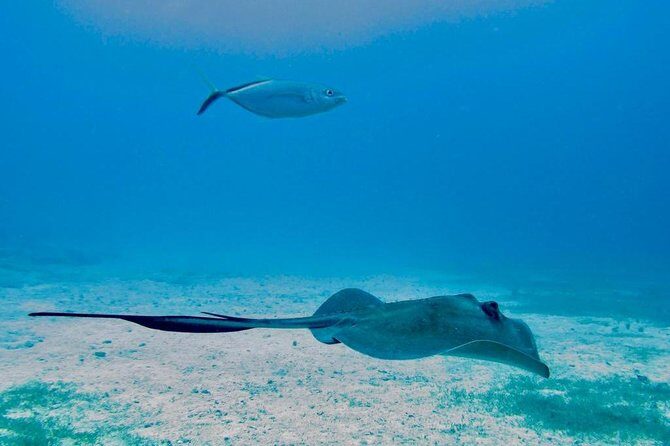 The Original Eco Tour Full-Day Around the Island of Sint Maarten - Key takeaways before you go
