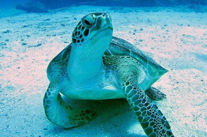 The Original Eco Tour Full-Day Around the Island of Sint Maarten - Long Bay Floating Bar: The Late-Day Swim Moment